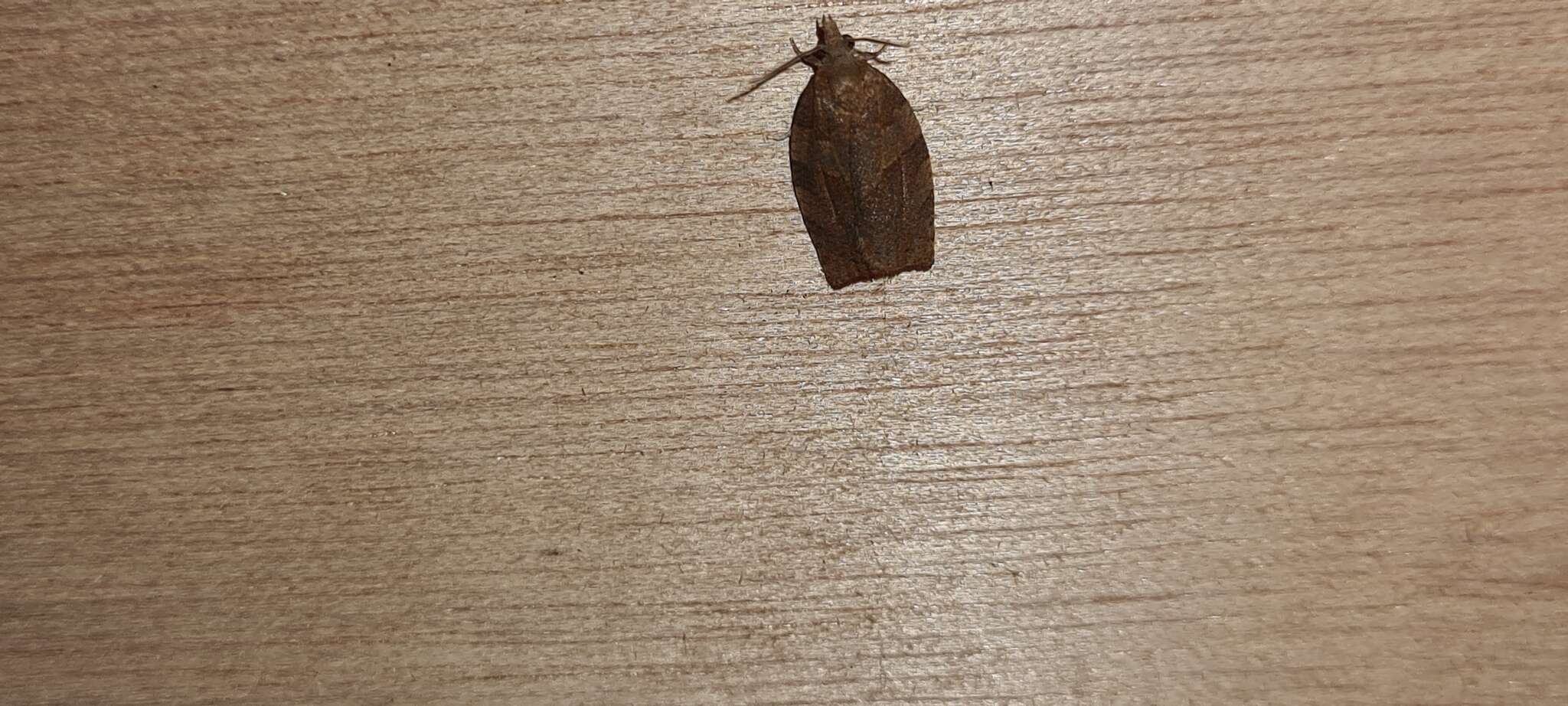 Image of Moth