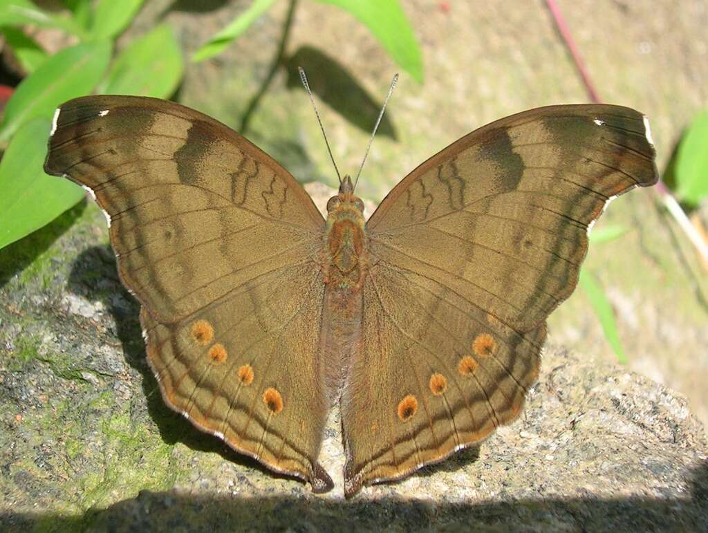 Image of chocolate pansy