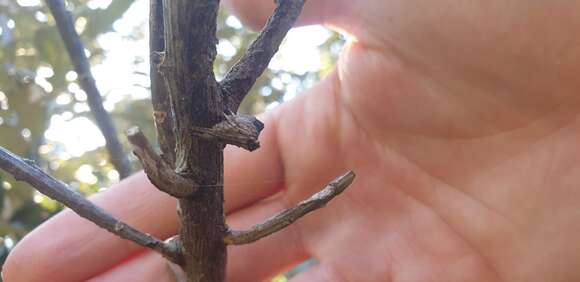 Image of Twig Orb-web Spiders