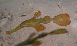 Image of Ghost pipefish