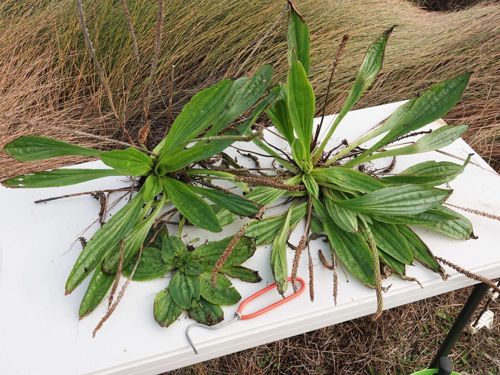 صورة Plantago australis Lam.