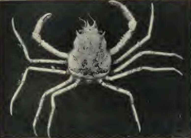 Image of splitnose crab