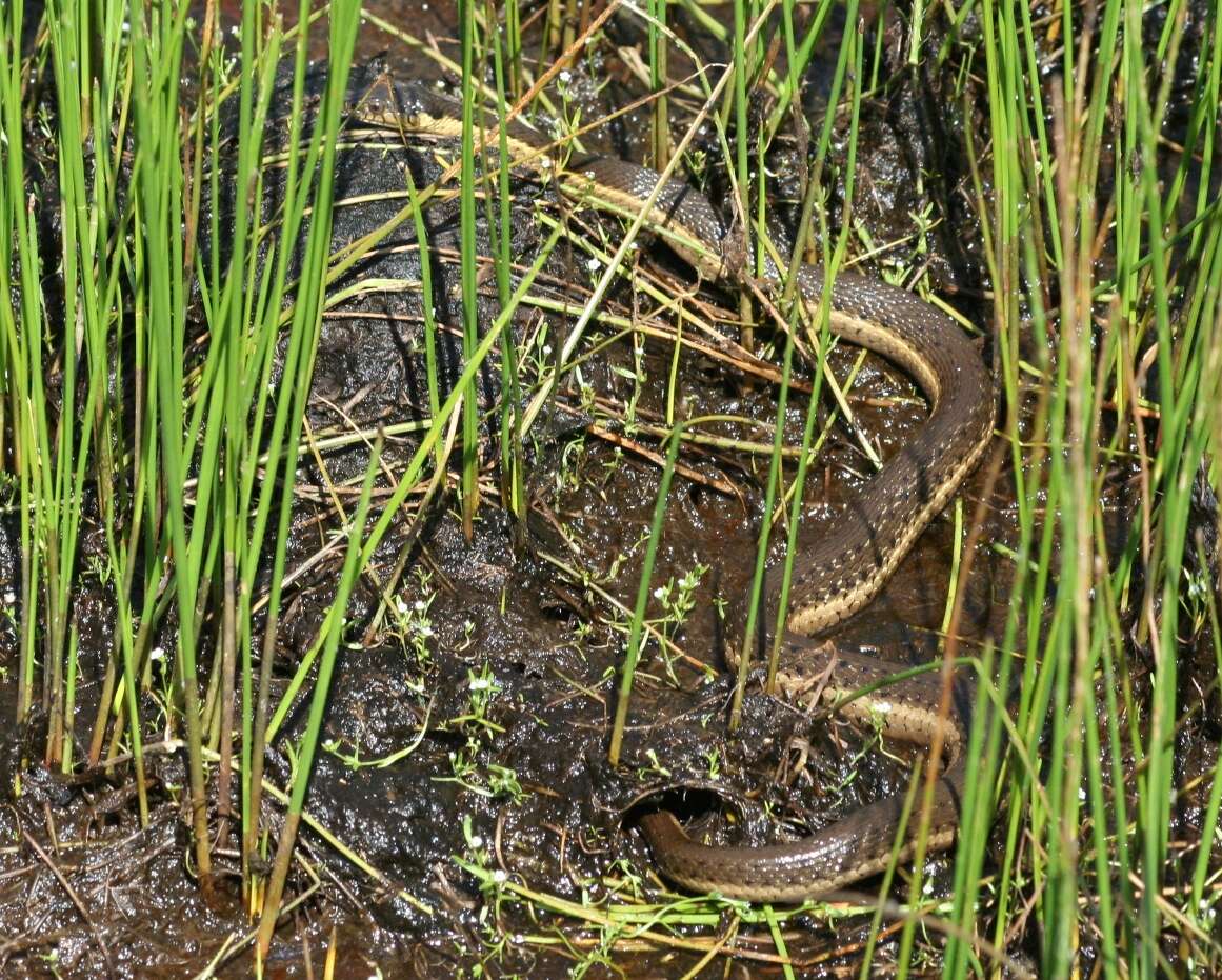 Thamnophis hammondii (Kennicott 1860) resmi