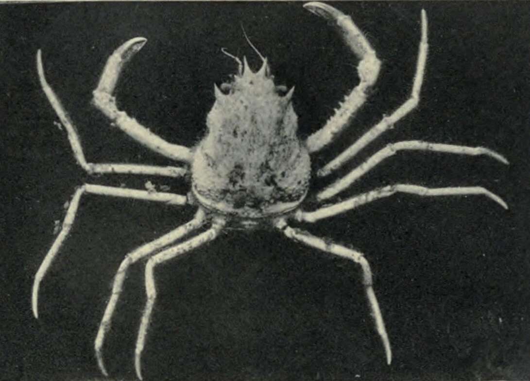 Imagem de Oregonia bifurca Rathbun 1902