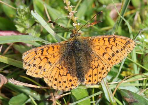 Image of Mountain Fritillary