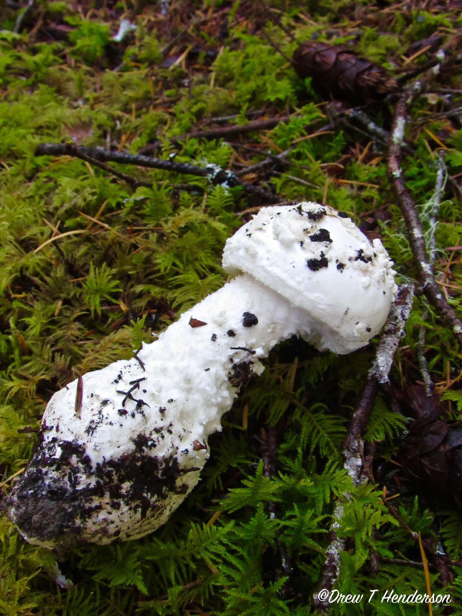 Image of Amanita silvicola Kauffman 1926