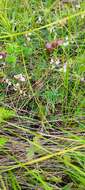 Image of Astragalus silvisteppaceus Knjaz.