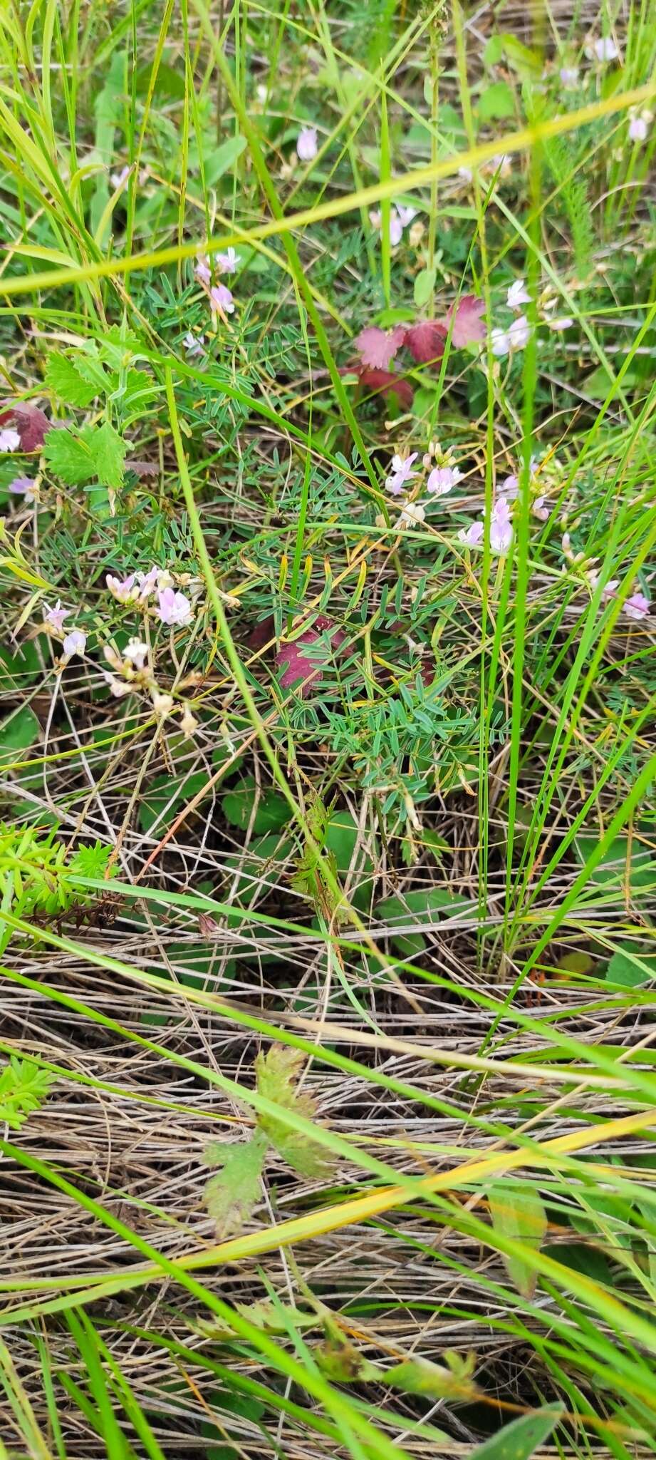 Imagem de Astragalus silvisteppaceus Knjaz.