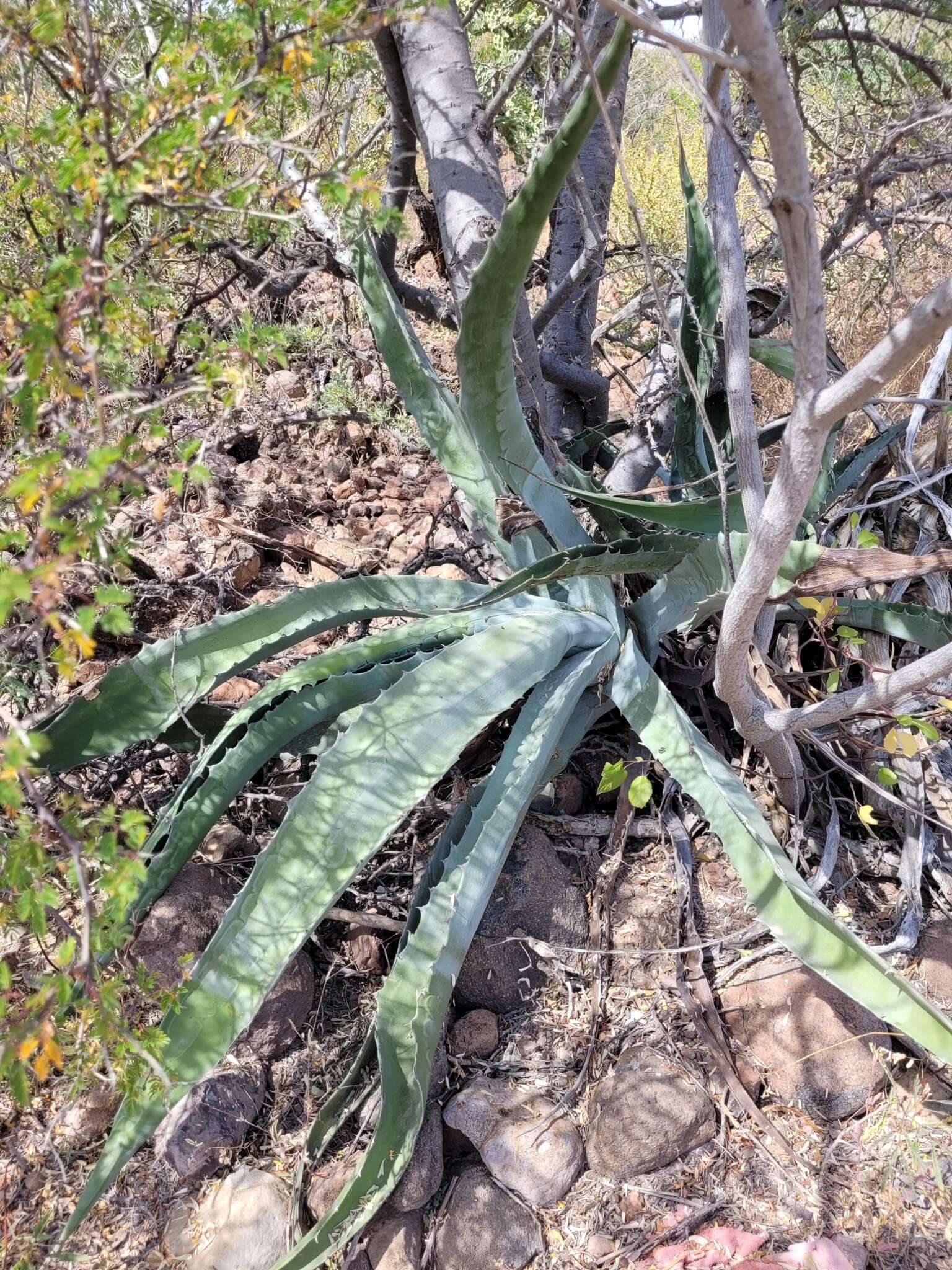 Image of Agave sobria subsp. roseana (Trel.) Gentry