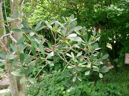 Image of Ternstroemia gymnanthera (Wight & Arn.) Sprague