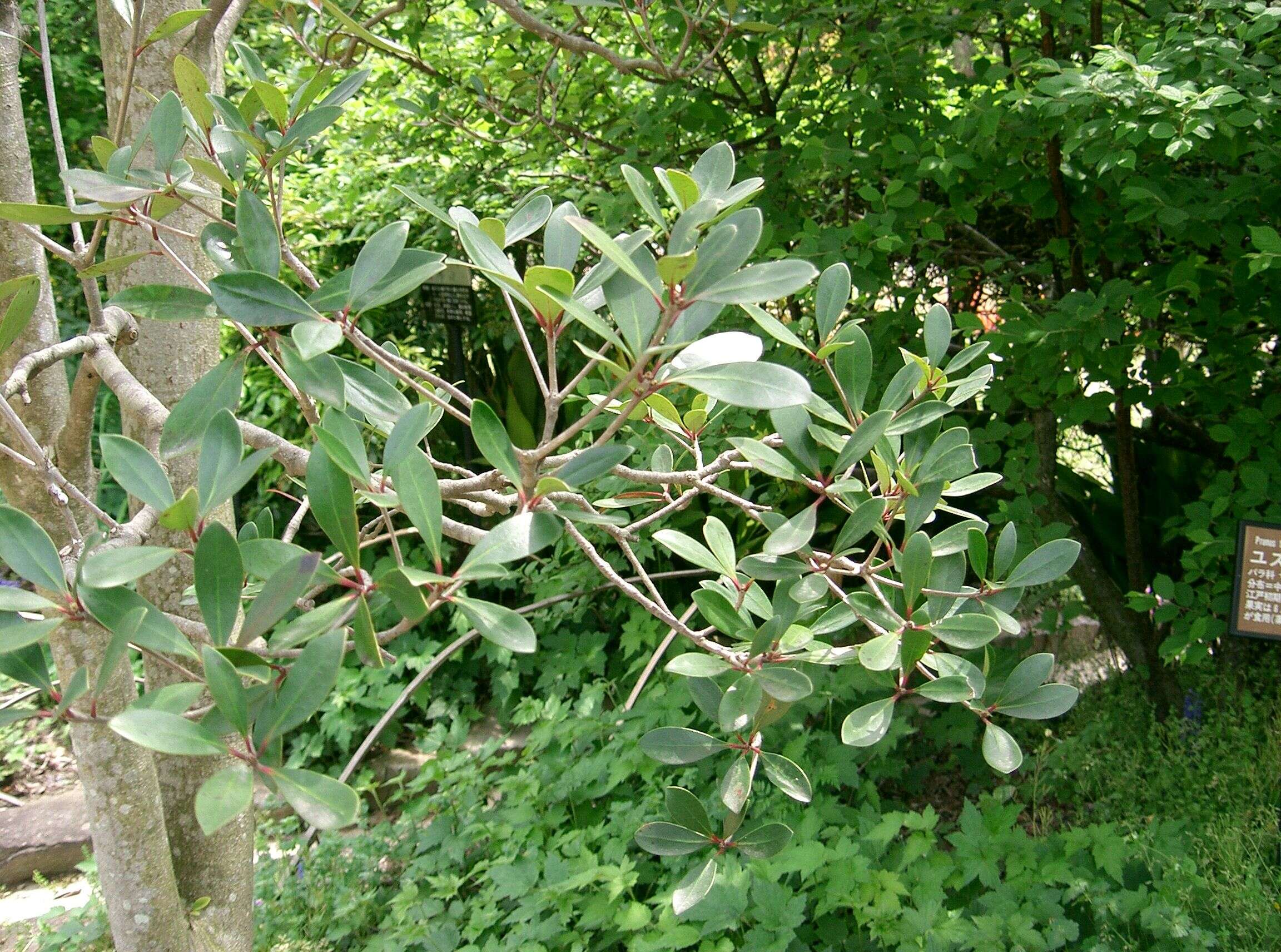 Image of Ternstroemia gymnanthera (Wight & Arn.) Sprague