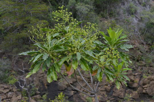 Image of Myodocarpus involucratus Dubard & R. Vig.