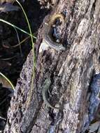 Image of Samwel Shasta Salamander
