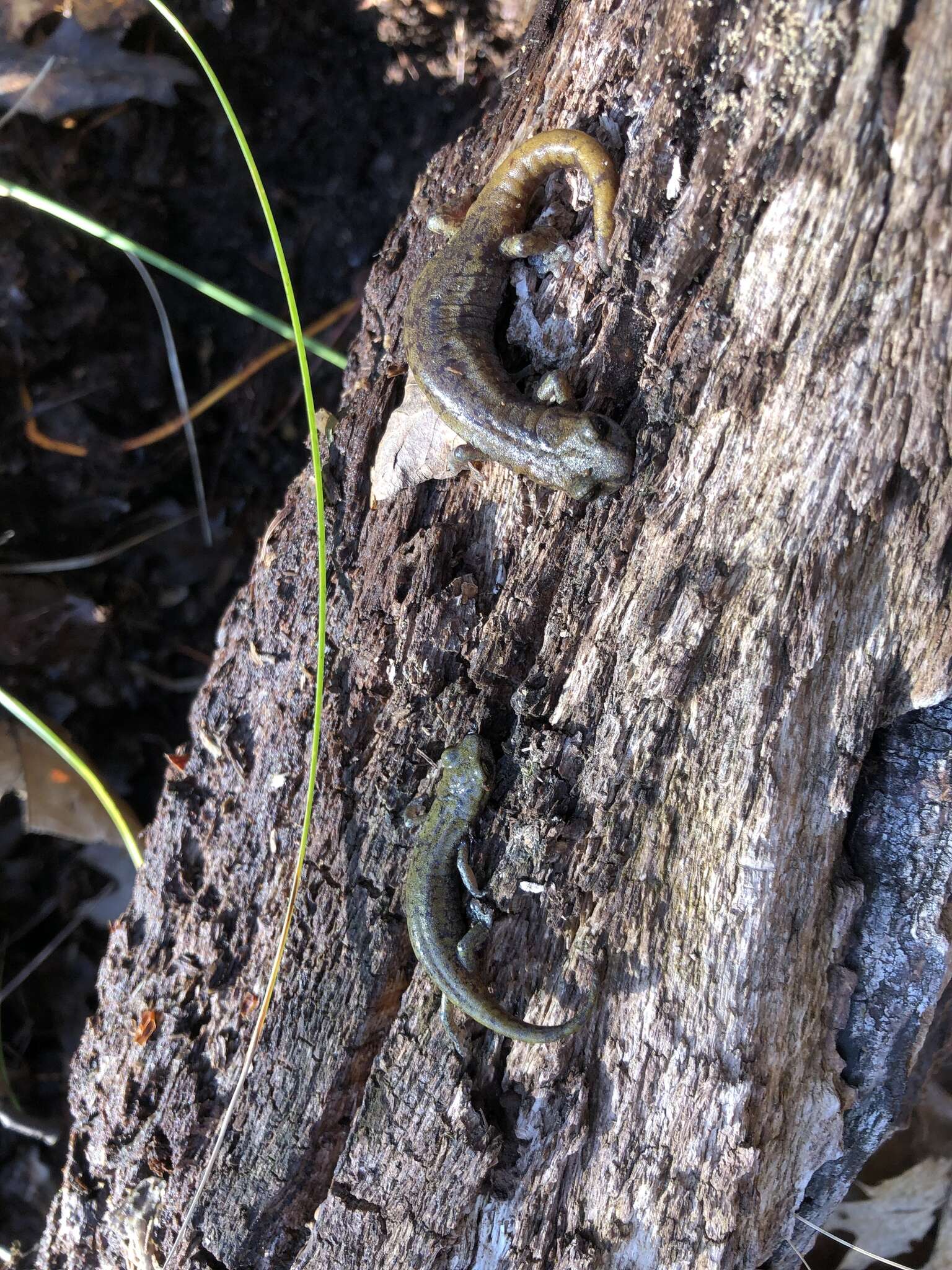 Image of Samwel Shasta Salamander