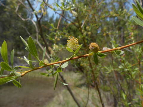 Image of Geyer willow