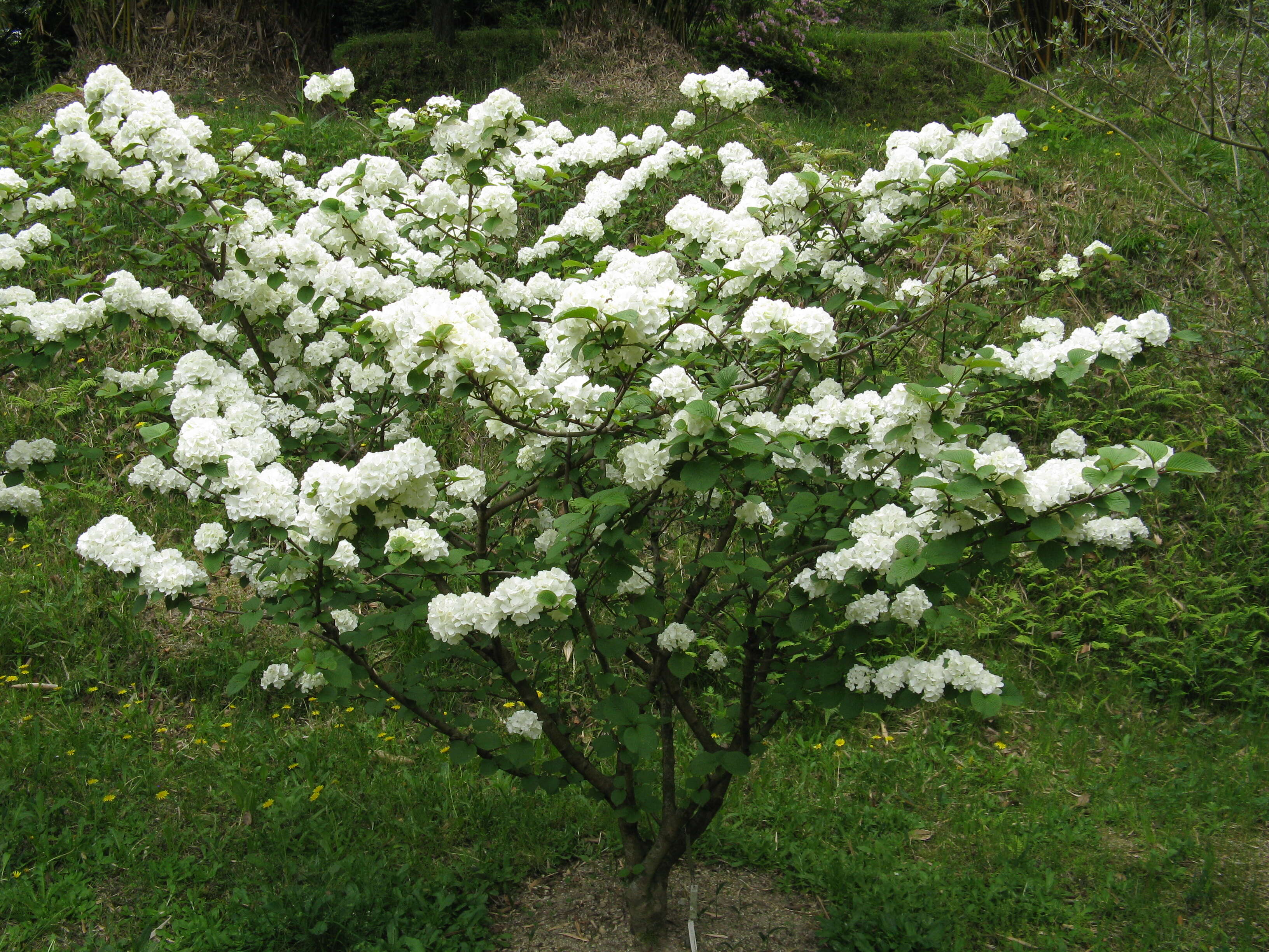 Image of Japanese snowball