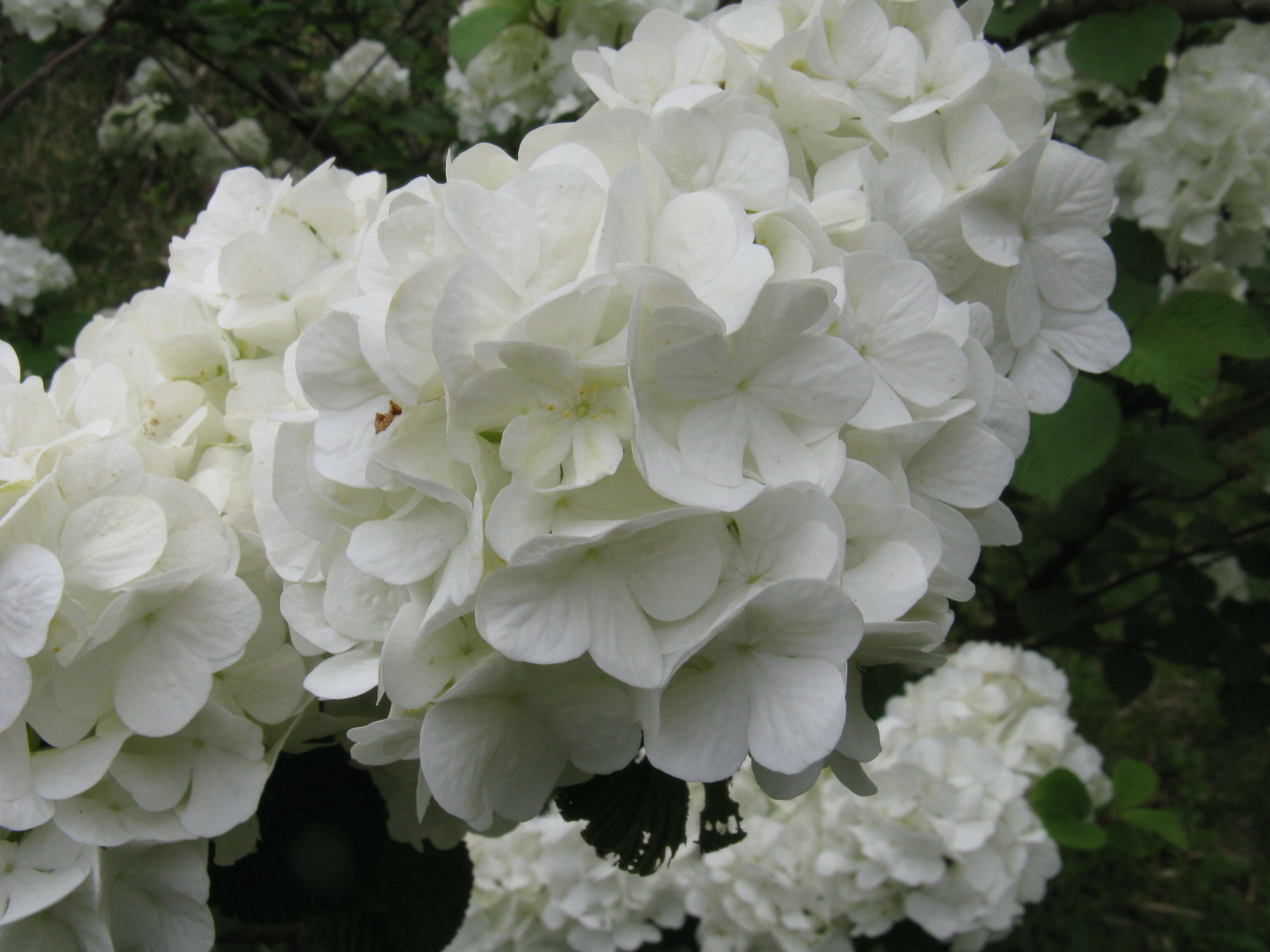 Image of Japanese snowball