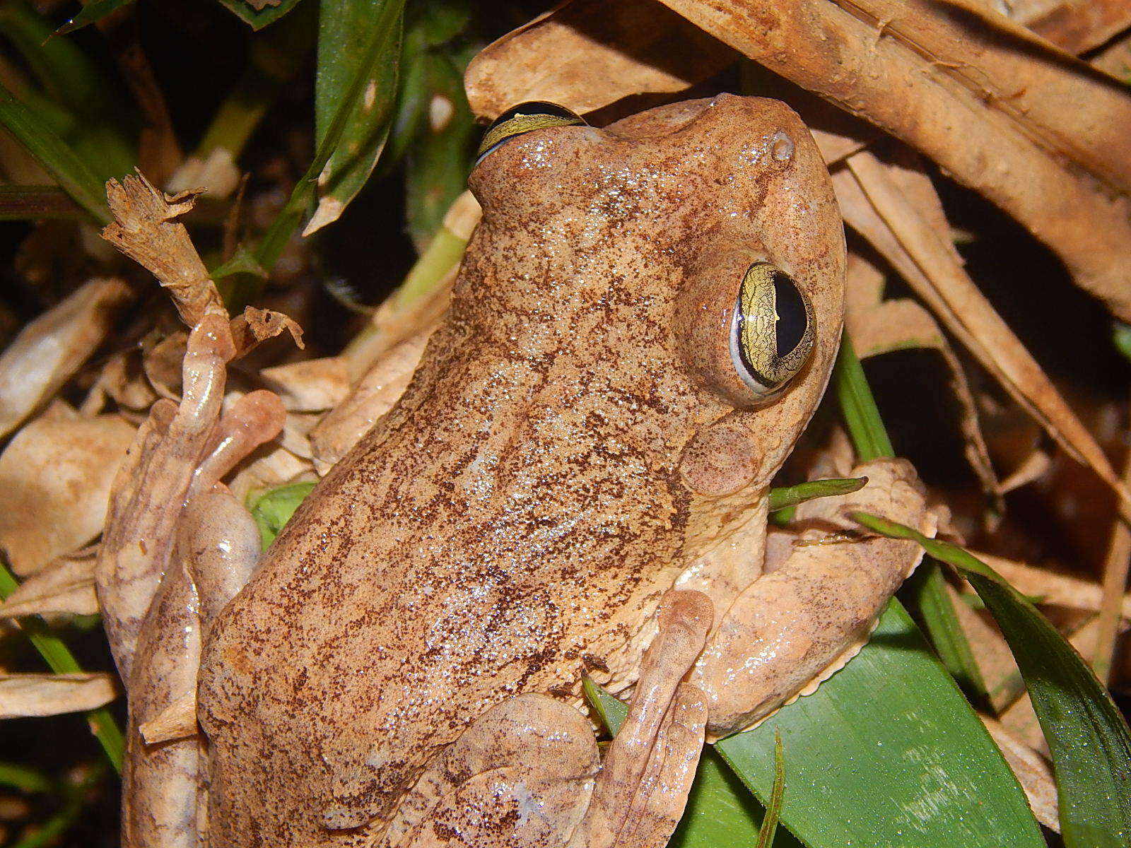 Image of Boana pardalis (Spix 1824)