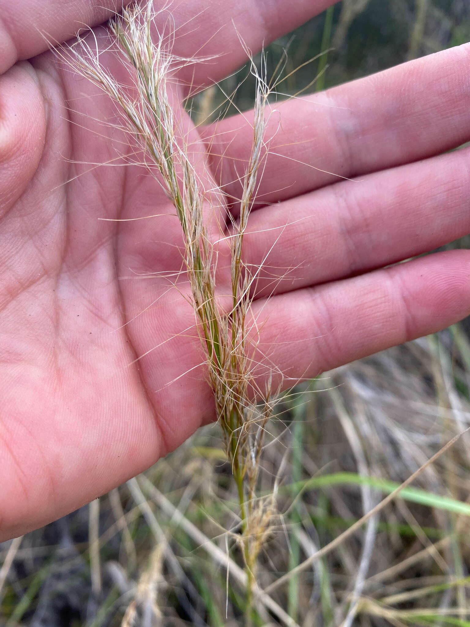 Image de Aristida rufescens Steud.