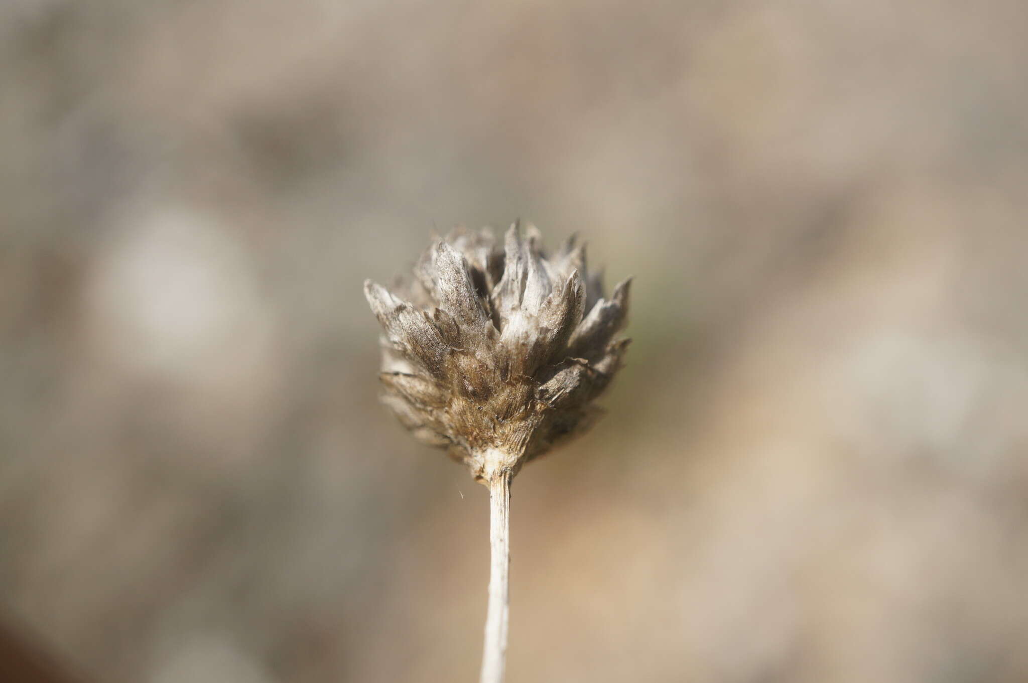 Image de Cephalaria coriacea (Willd.) Roem. & Schult. ex Steudel