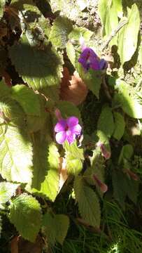 Image of Achimenes grandiflora (Schiede) DC.