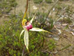 Image of Caladenia colorata D. L. Jones