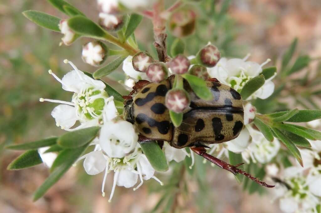 Imagem de Neorrhina