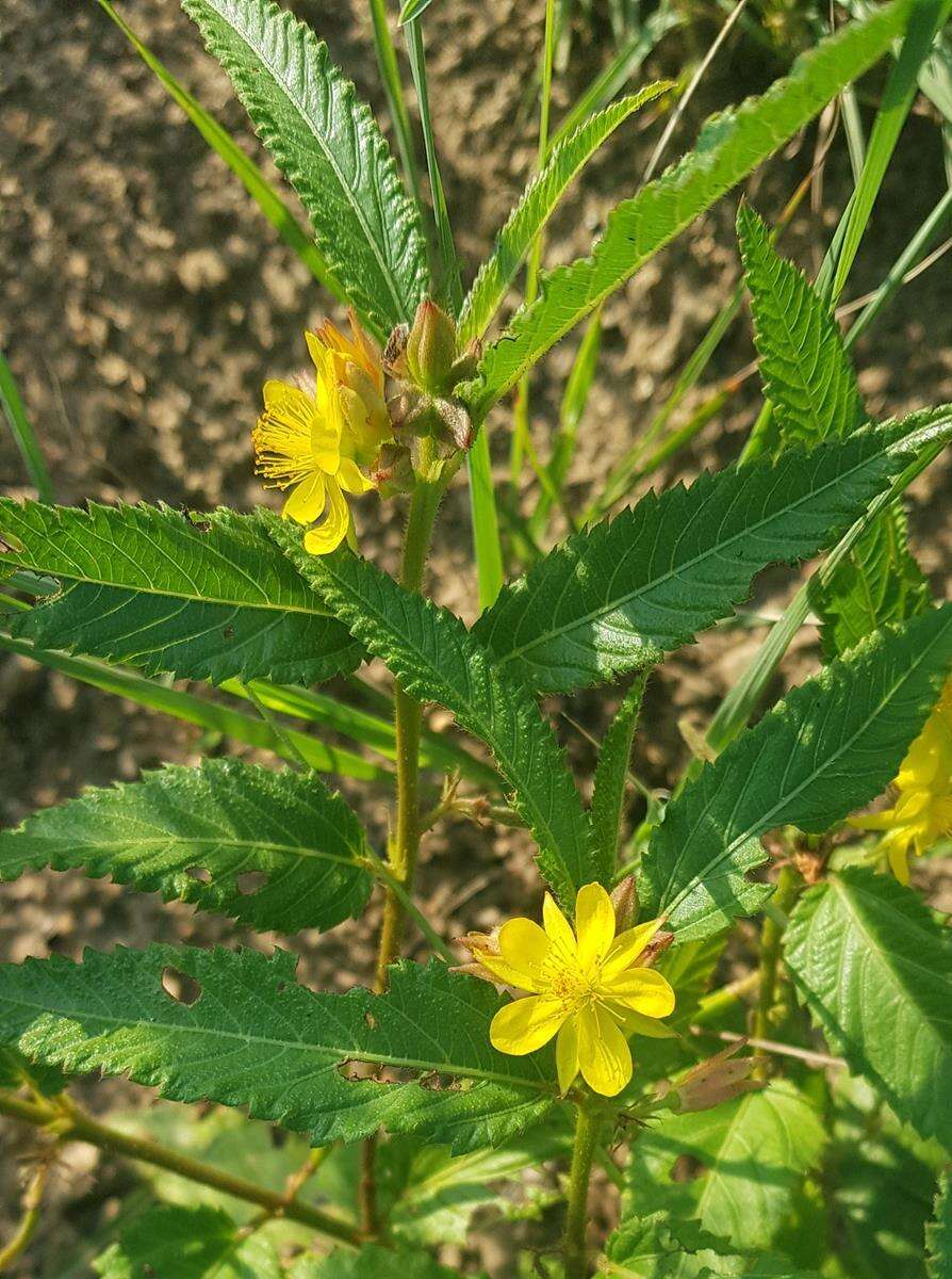 Image of Corchorus confusus Wild