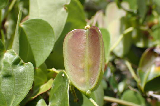 Image of Dioscorea cotinifolia Kunth