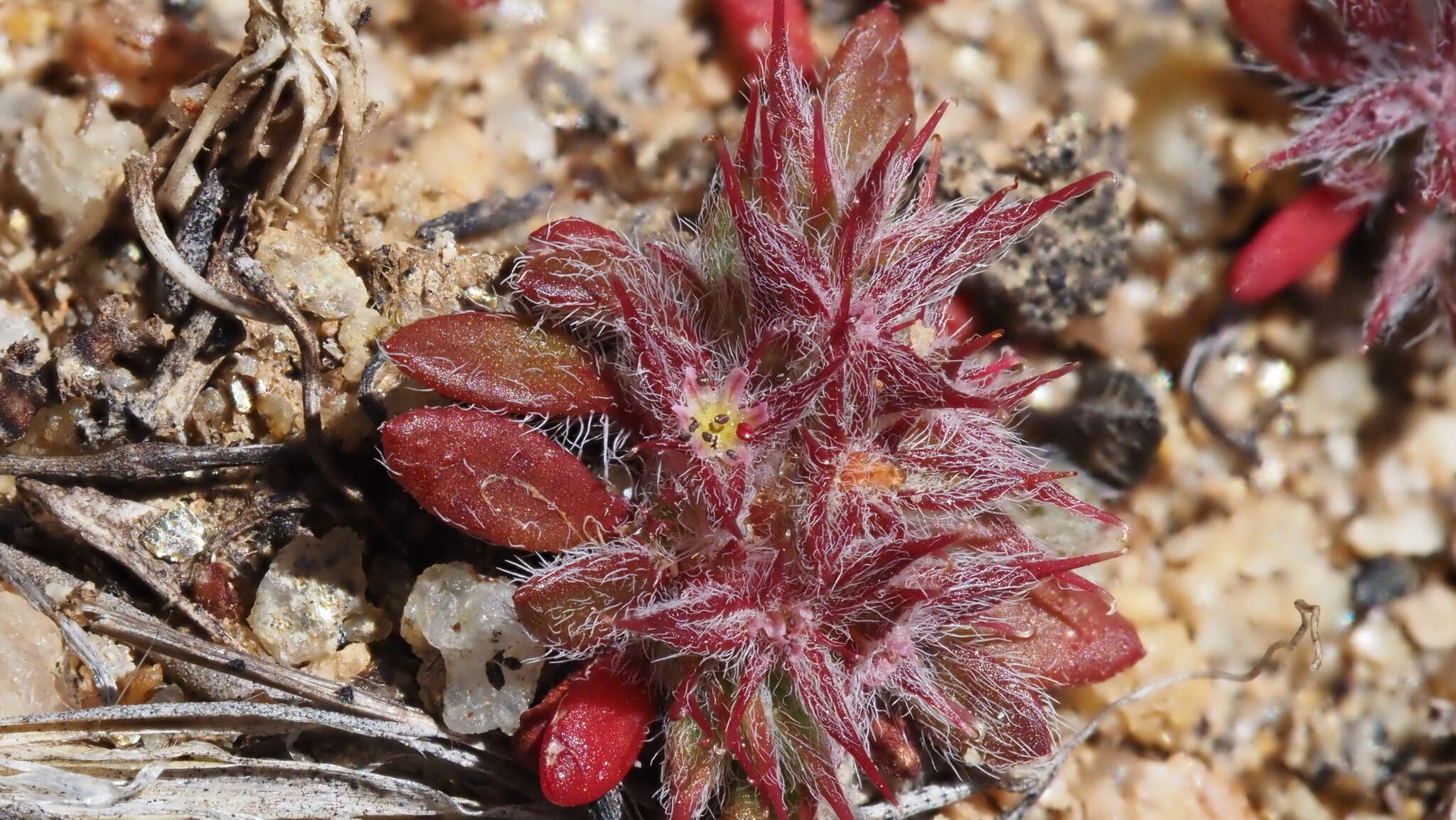 Image of knotweed spineflower