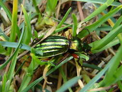 Carabus (Chrysocarabus) auronitens Fabricius 1792 resmi