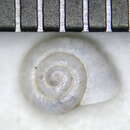 Image of eccentric grass snail