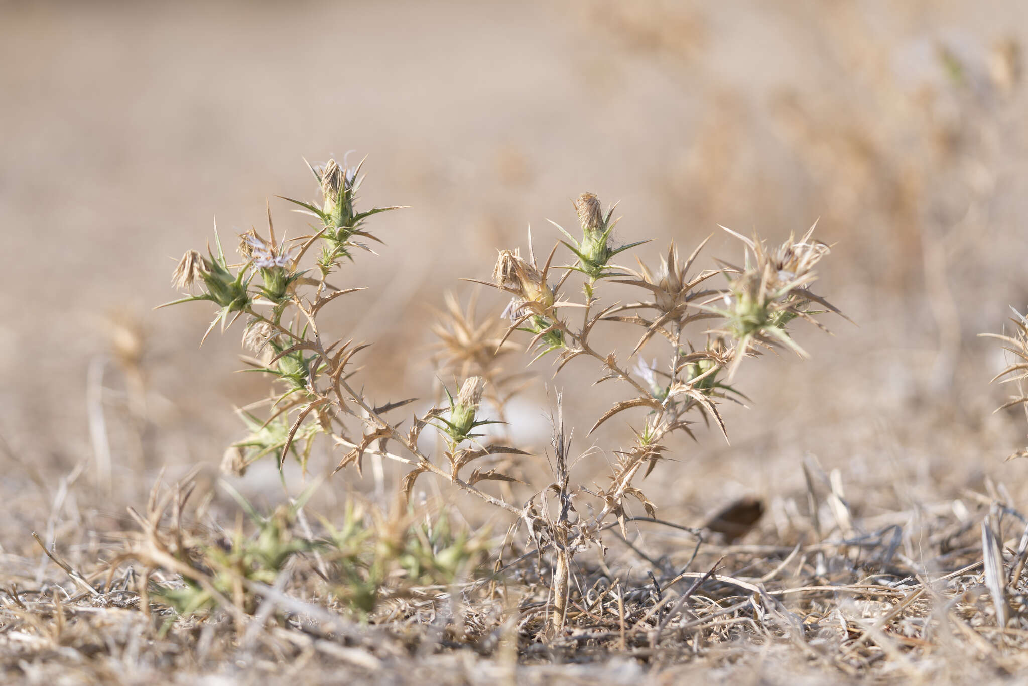 Image of Carthamus boissieri Halácsy