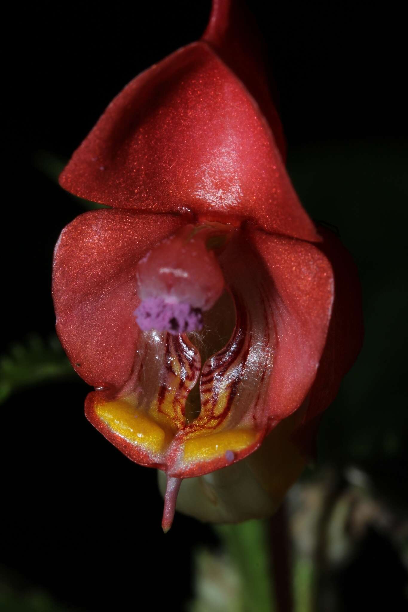 Impatiens bicaudata H. Perrier resmi