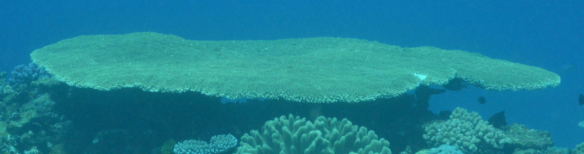 Image of Brush Coral