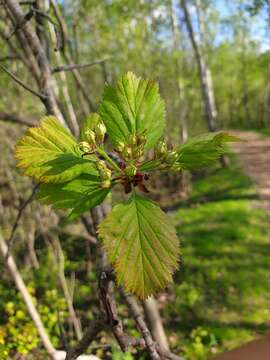 Image of fleshy hawthorn