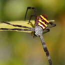 Image of Argiope aetherea (Walckenaer 1841)