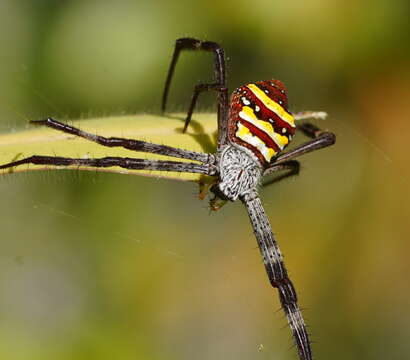 Image of Argiope aetherea (Walckenaer 1841)