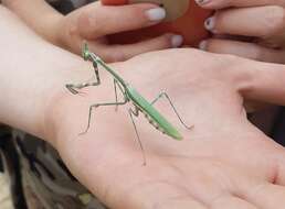 Imagem de Empusa pennicornis Pallas 1773