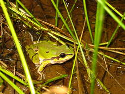 Image of Mountain Treefrog