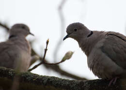 Image of Collared Dove