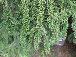 Image de Picea glehnii (F. Schmidt) Mast.