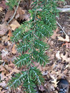 Image of Hemlock Woolly Adelgid