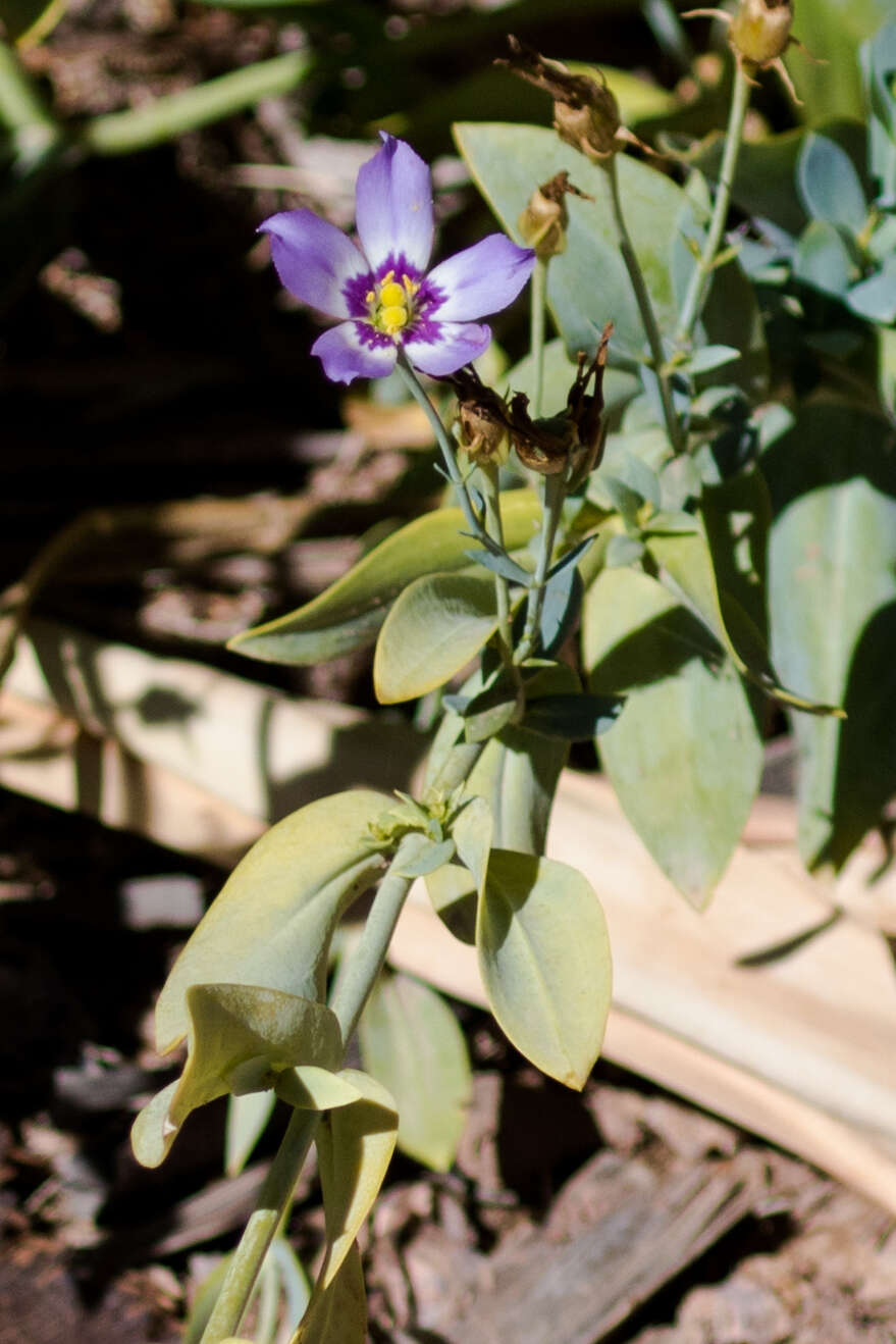 Sivun Eustoma kuva