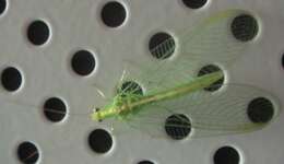 Image of Common green lacewing