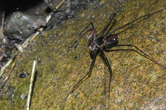 Image of Heterophrynus batesii (Butler 1873)