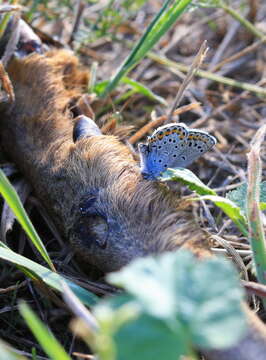 Imagem de Plebejus argyrognomon (Bergsträsser (1779))