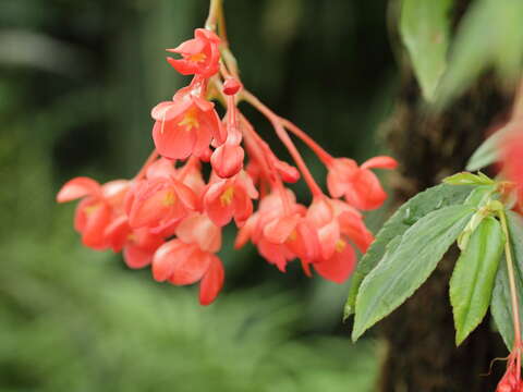 Image of fuchsia begonia