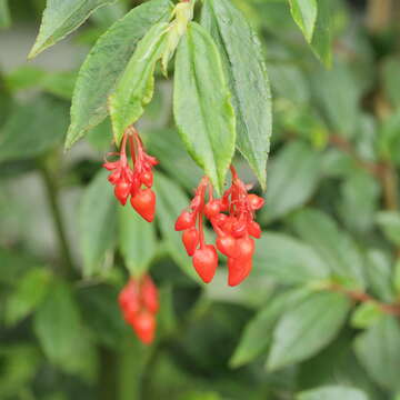 Image of fuchsia begonia