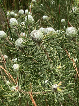 Plancia ëd Leucadendron galpinii Phillips & Hutchinson